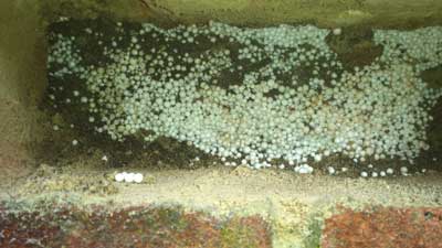 Damp problems caused by Cavity Wall Insulation in a house in Portsmouth